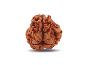 3 Mukhi Rudraksha