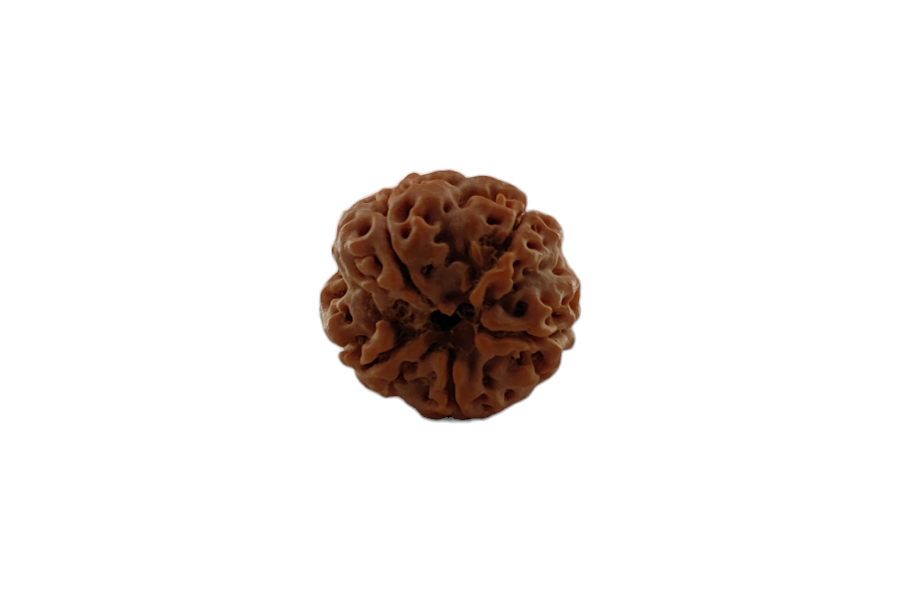 5 Mukhi Rudraksha 19x19 MM 1 piece
