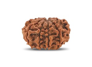 9 Mukhi Rudraksha