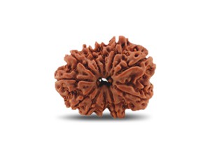 11 Mukhi Rudraksha