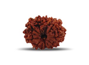 12 Mukhi Rudraksha