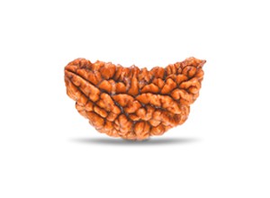 1 Mukhi Rudraksha