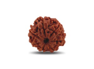 7 Mukhi Rudraksha