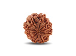 10 Mukhi Rudraksha