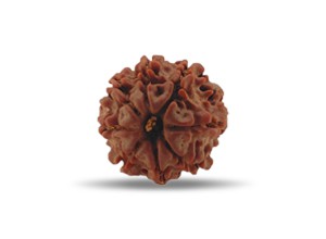 8 Mukhi Rudraksha