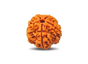 5 Mukhi Rudraksha