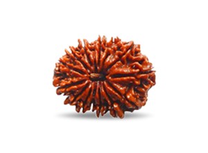 13 Mukhi Rudraksha