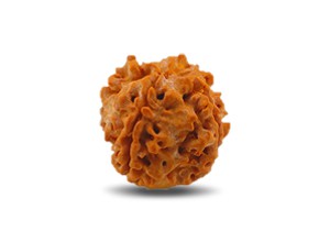 4 Mukhi Rudraksha