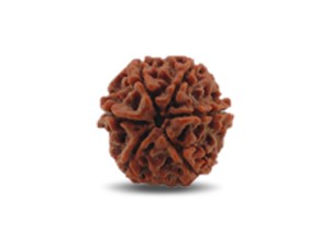 6 Mukhi Rudraksha