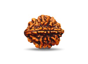 2 Mukhi Rudraksha